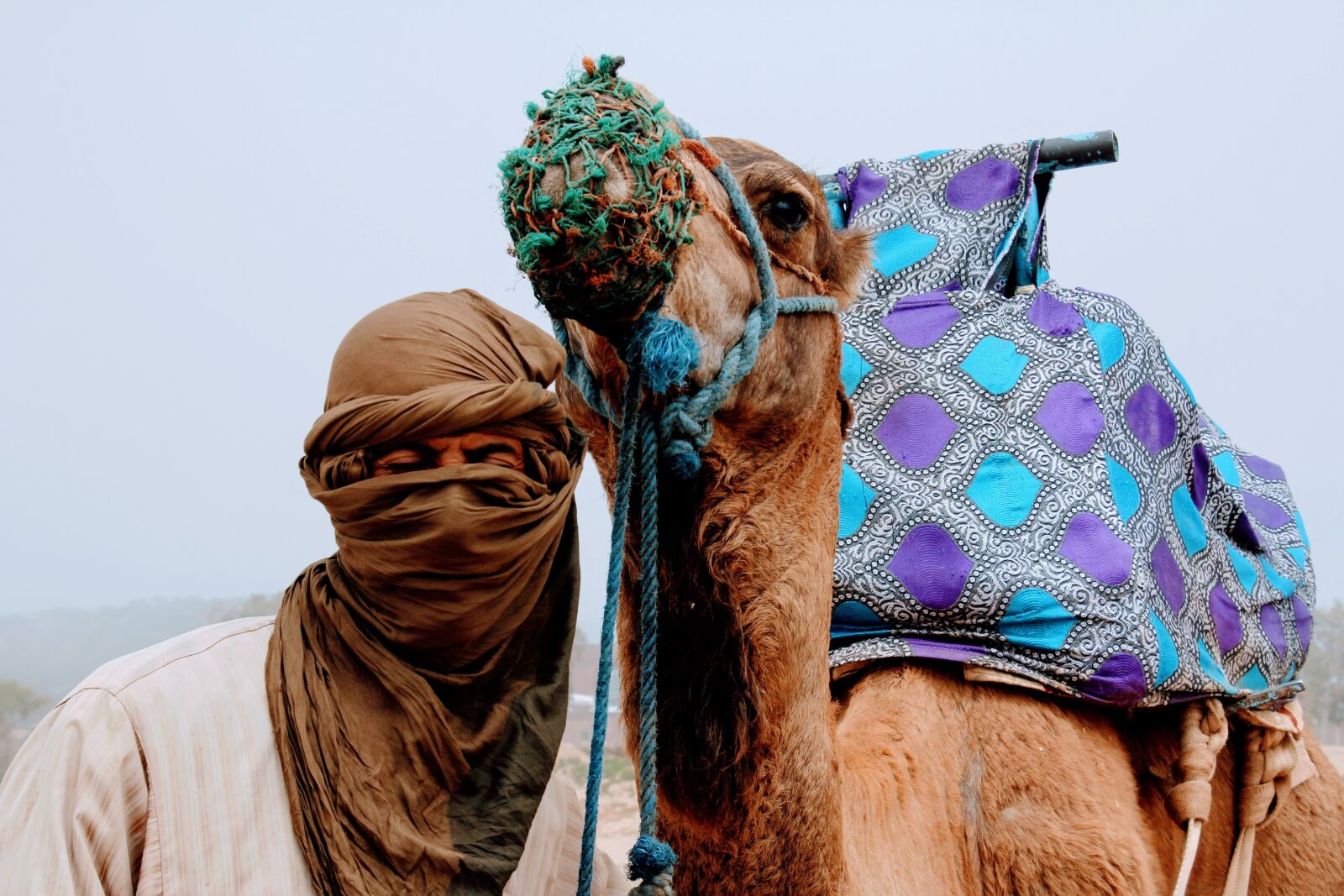 Canon EOS 60D sample photo. Camel, camel love, love photography