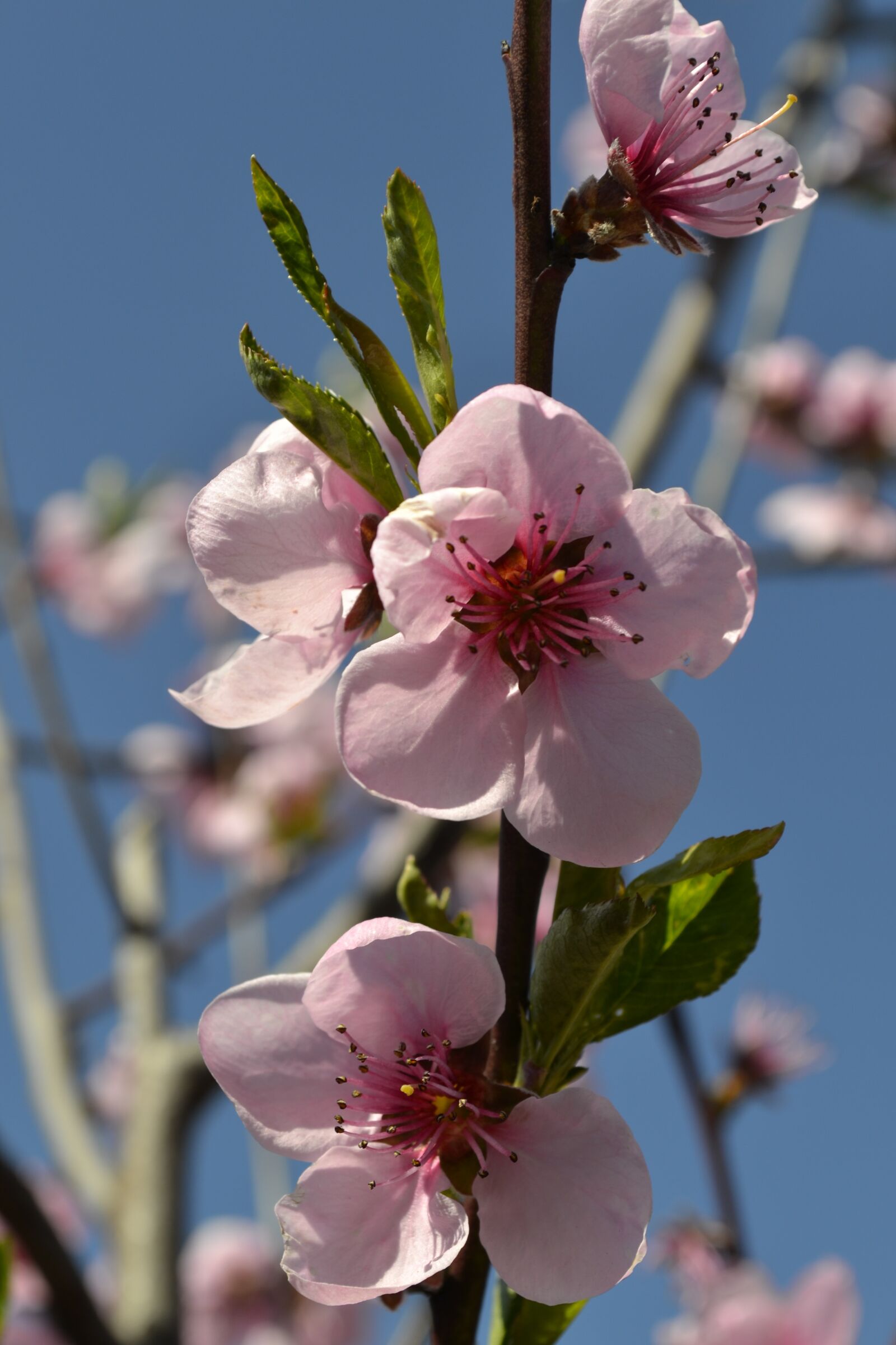 Nikon D3100 sample photo. Flower, branch, tree photography
