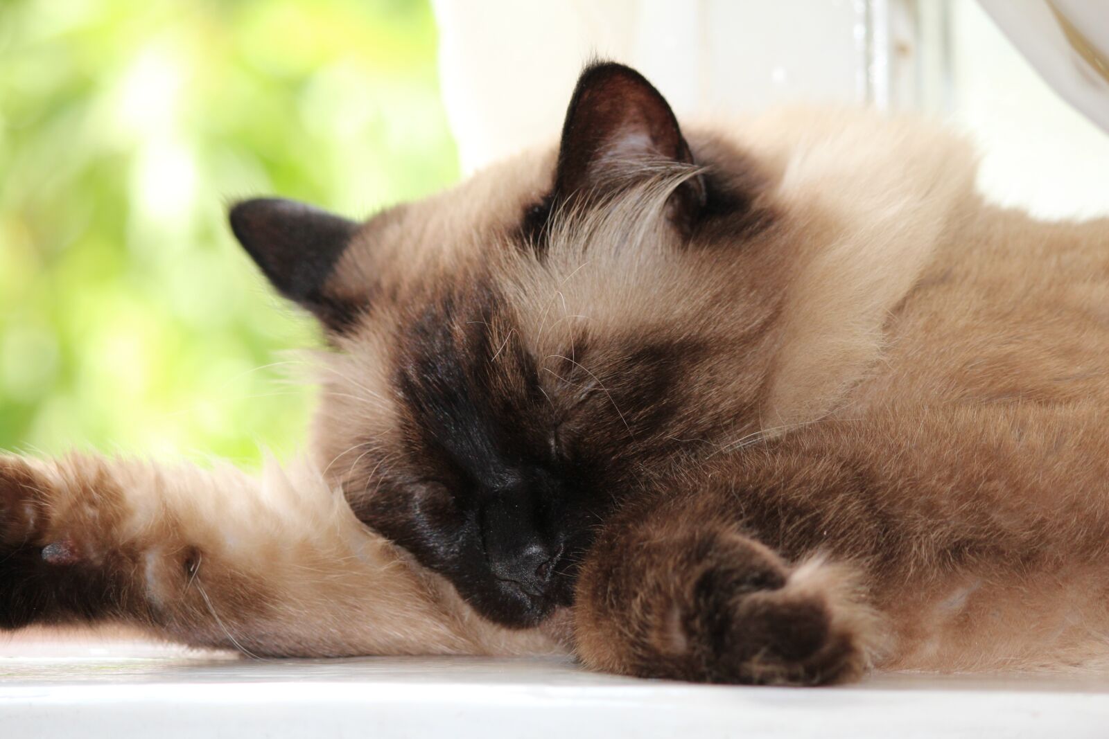 Canon EOS 600D (Rebel EOS T3i / EOS Kiss X5) sample photo. Cat, tiger, leo photography