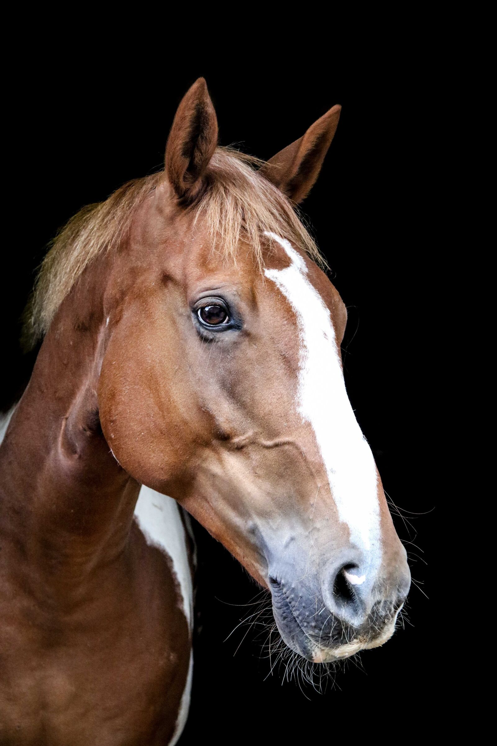 Canon EOS 7D Mark II sample photo. Horse, equine, animal photography
