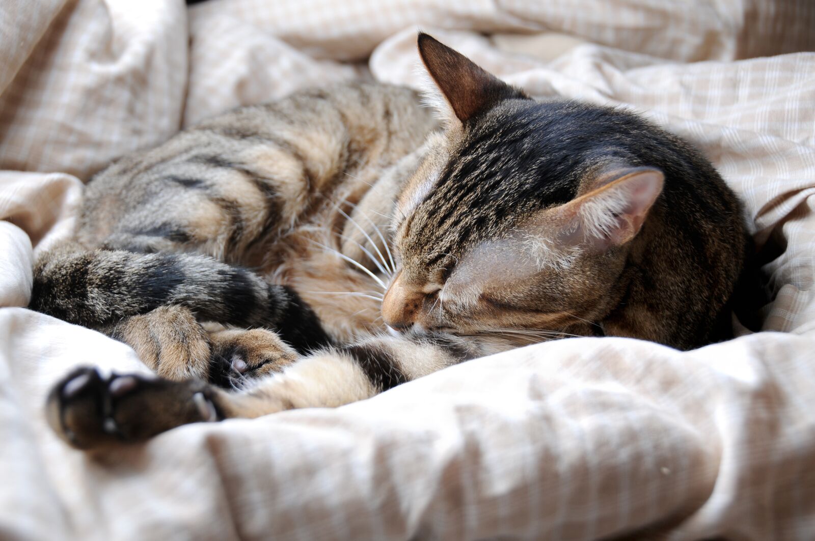 Nikon D300S sample photo. Cat, pet, sleeping their photography