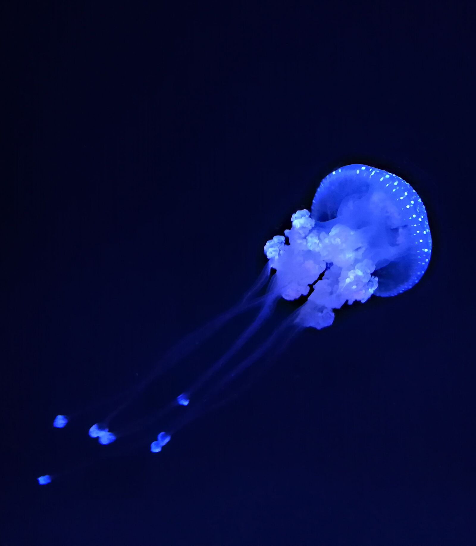 HUAWEI PRA-LX1 sample photo. Jellyfish, ocean, aquarium photography