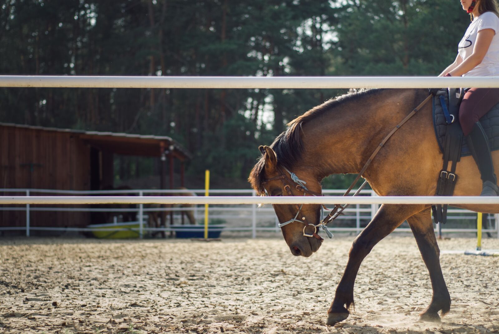Nikon D200 sample photo. The horse, horseback riding photography
