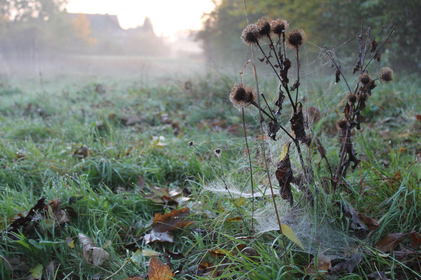 Canon EOS 1300D (EOS Rebel T6 / EOS Kiss X80) sample photo. Morning, dew, thistle photography