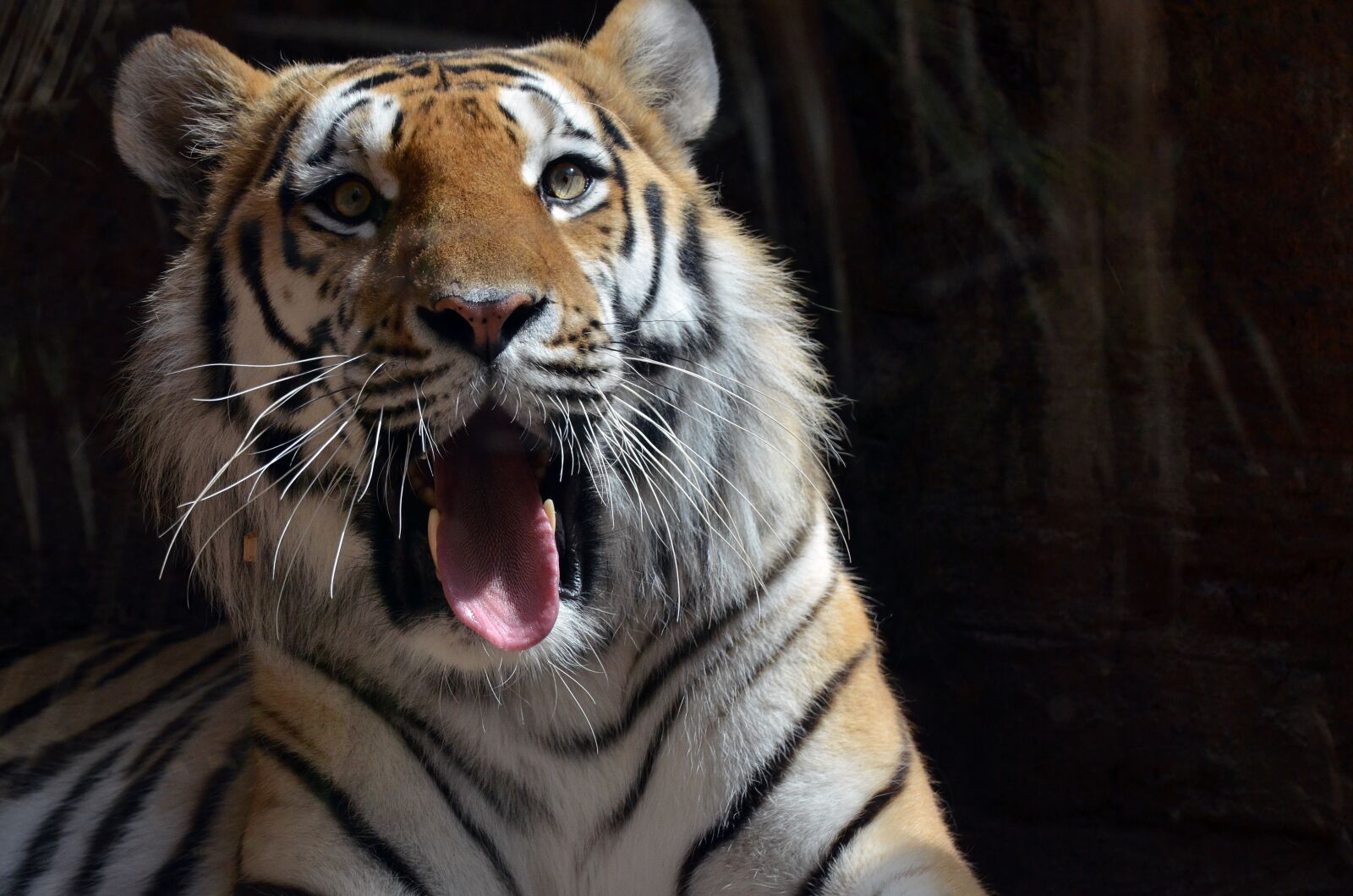 Nikon D7000 sample photo. Tigers, animals, big cat photography