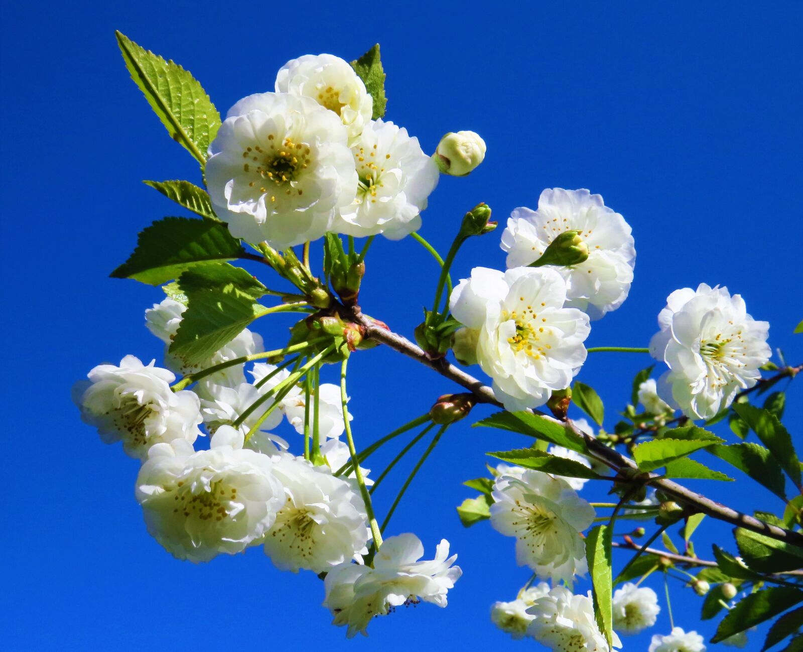 Canon PowerShot SX50 HS sample photo. Apple blossoms, flower, flowers photography