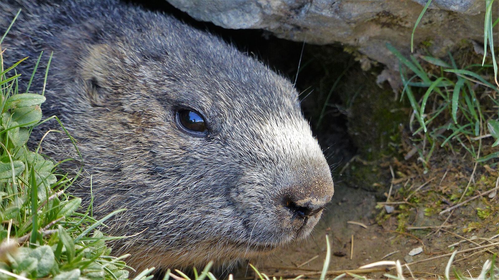 Panasonic Lumix DMC-FZ200 sample photo. Nature, animals, wild animal photography