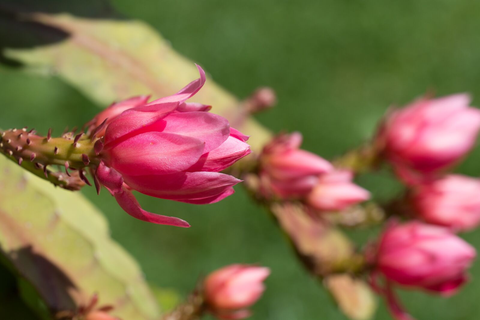 Nikon D7100 sample photo. Blossom, bloom, pink photography