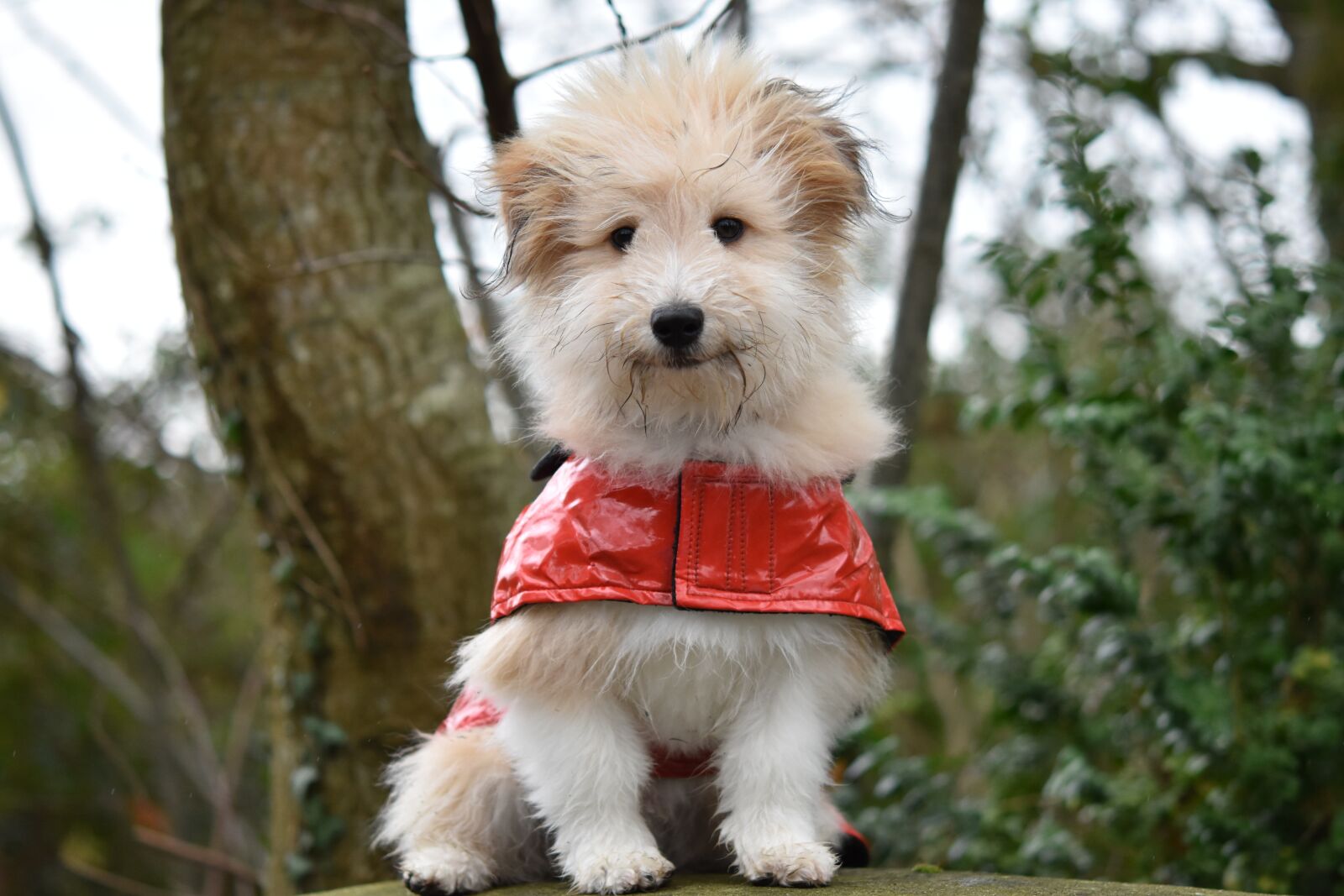 Nikon D5600 sample photo. Dog, dog wears a photography