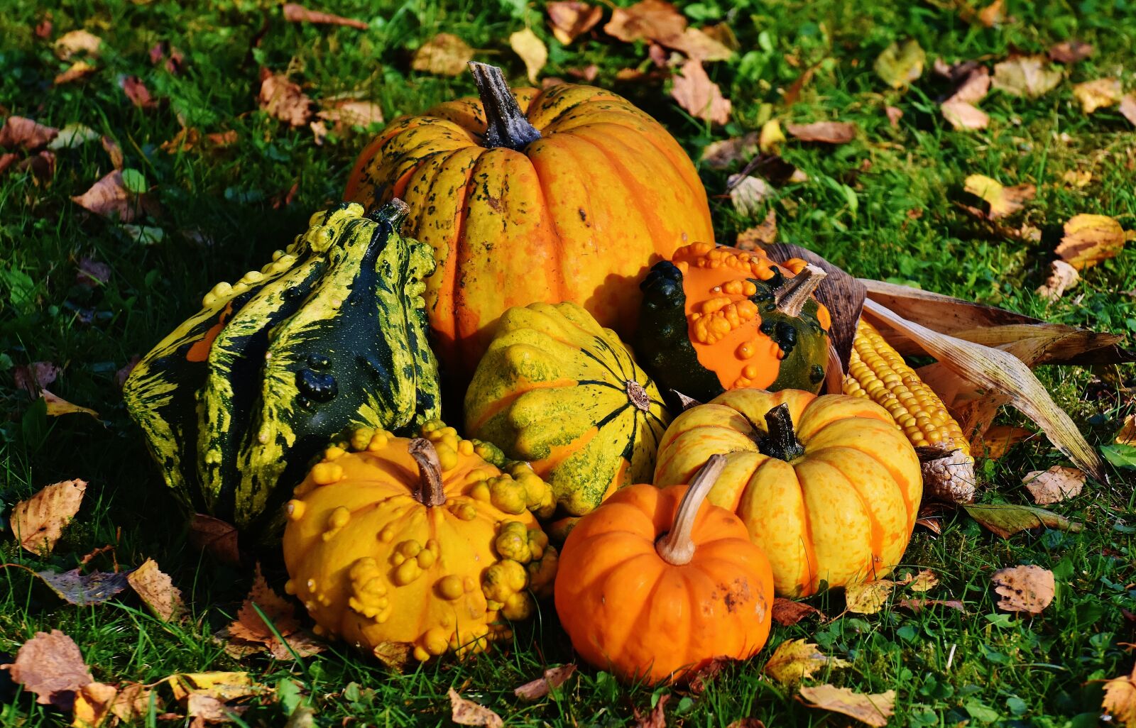 Nikon D7200 sample photo. Pumpkins, decorative squashes, nature photography