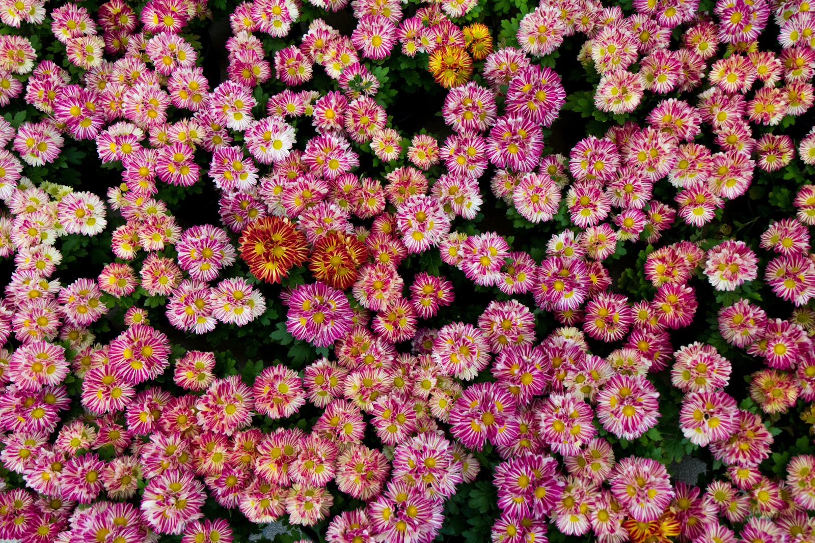 Canon EOS 7D sample photo. Pink, flowers, nature photography