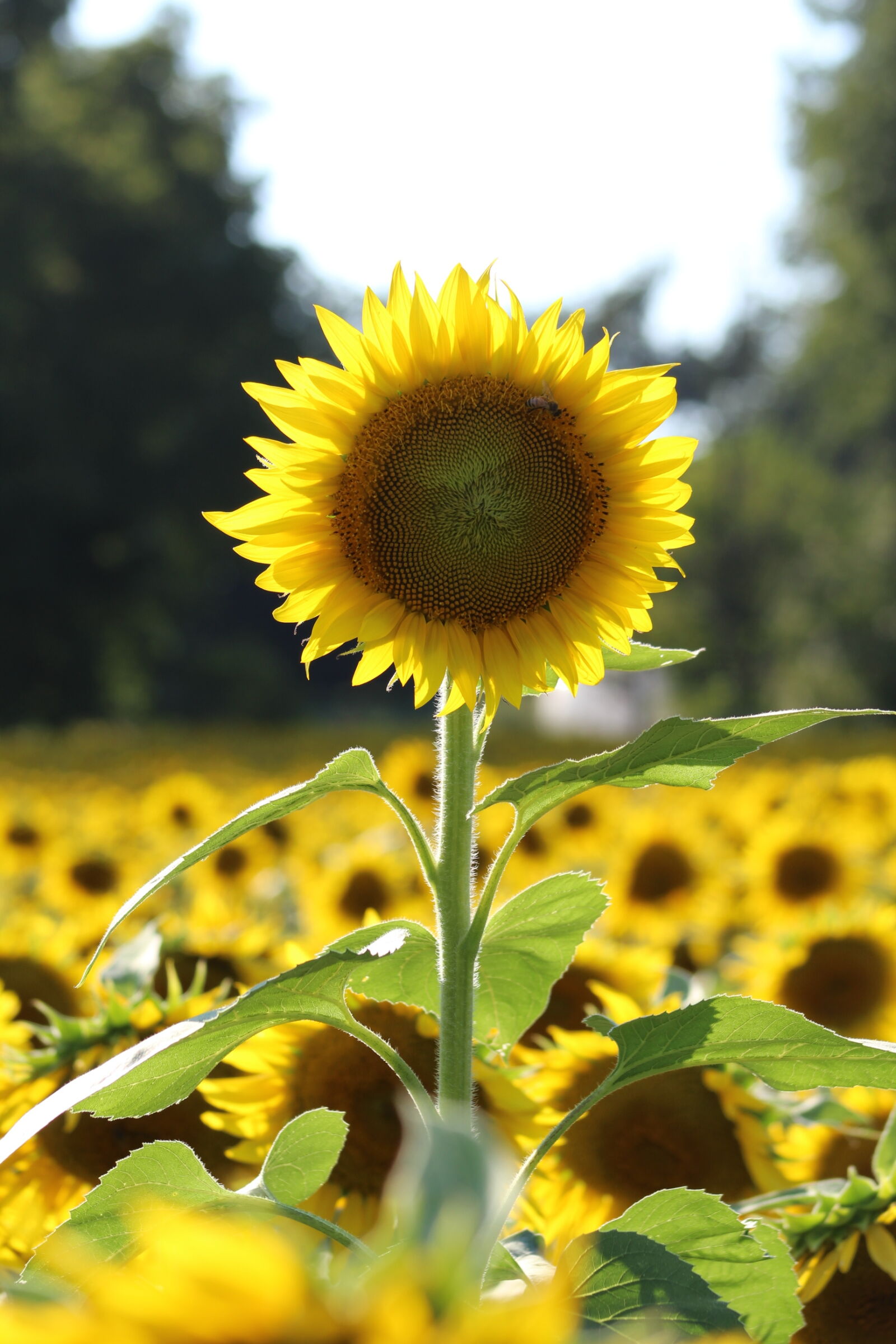 Canon EF 75-300mm f/4-5.6 sample photo. Flower, nature, summer, sun photography