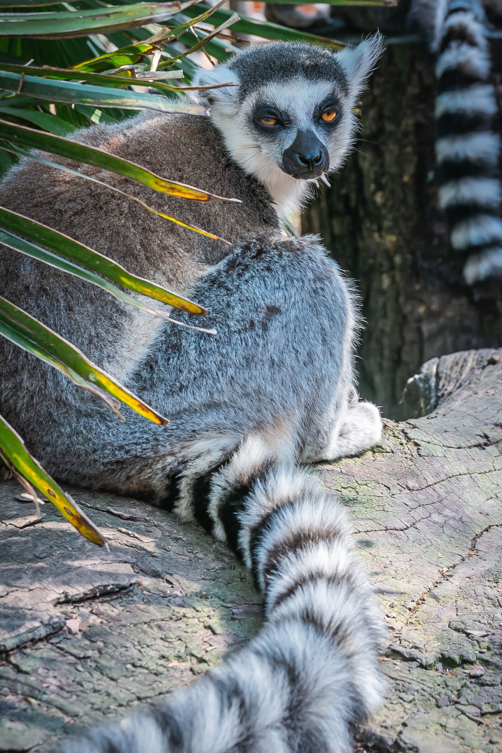 Canon EOS 70D sample photo. Lemuroidea, lemur, animal world photography