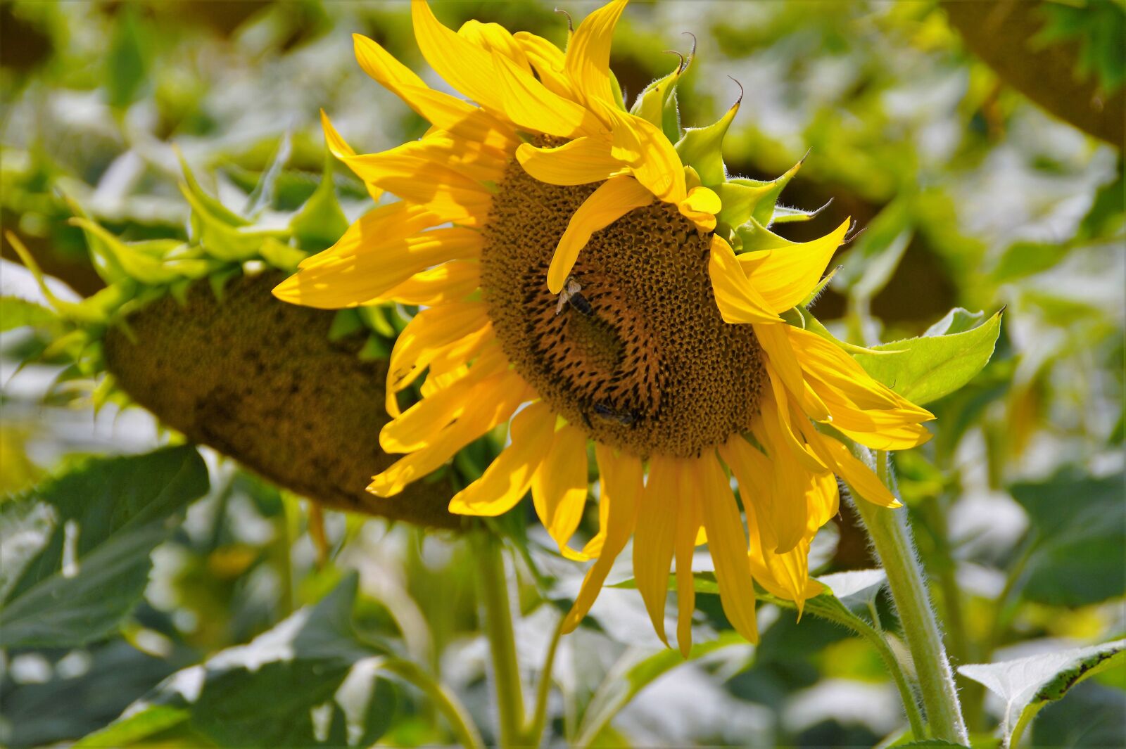 Sony SLT-A58 sample photo. Sunflower, flower, yellow photography