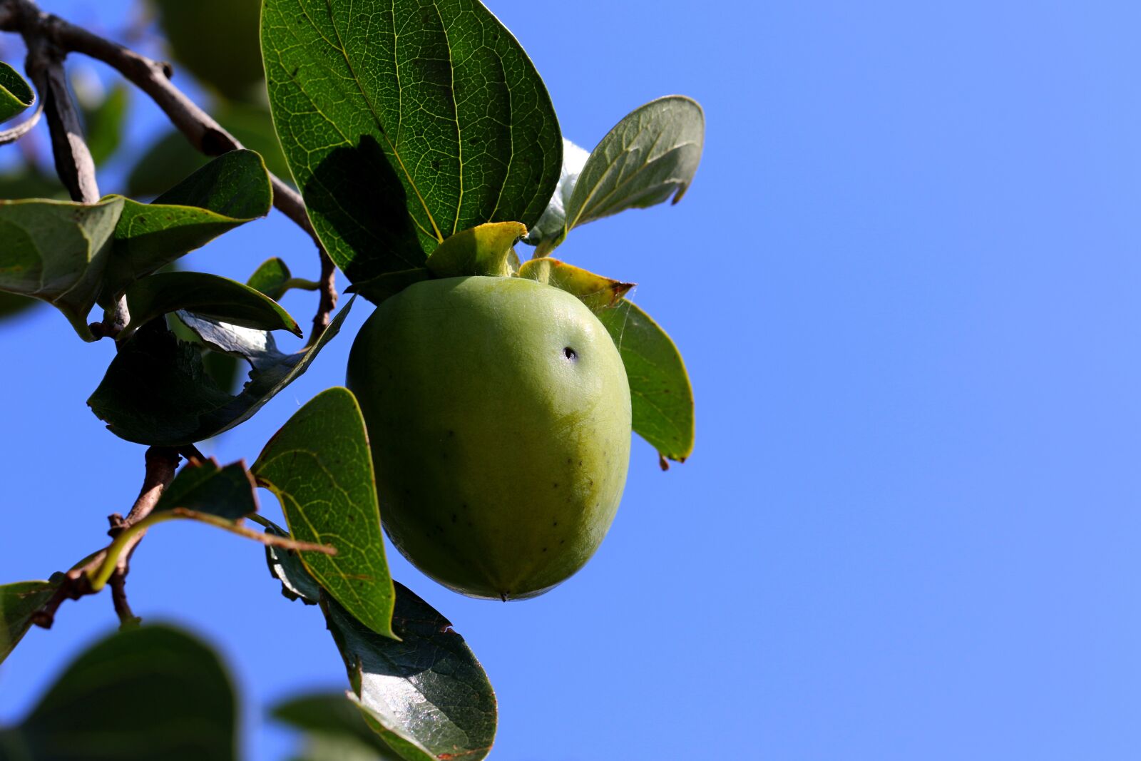 Canon EOS 7D Mark II + Canon EF 100mm F2.8L Macro IS USM sample photo. Persimmon, abstract, sky photography