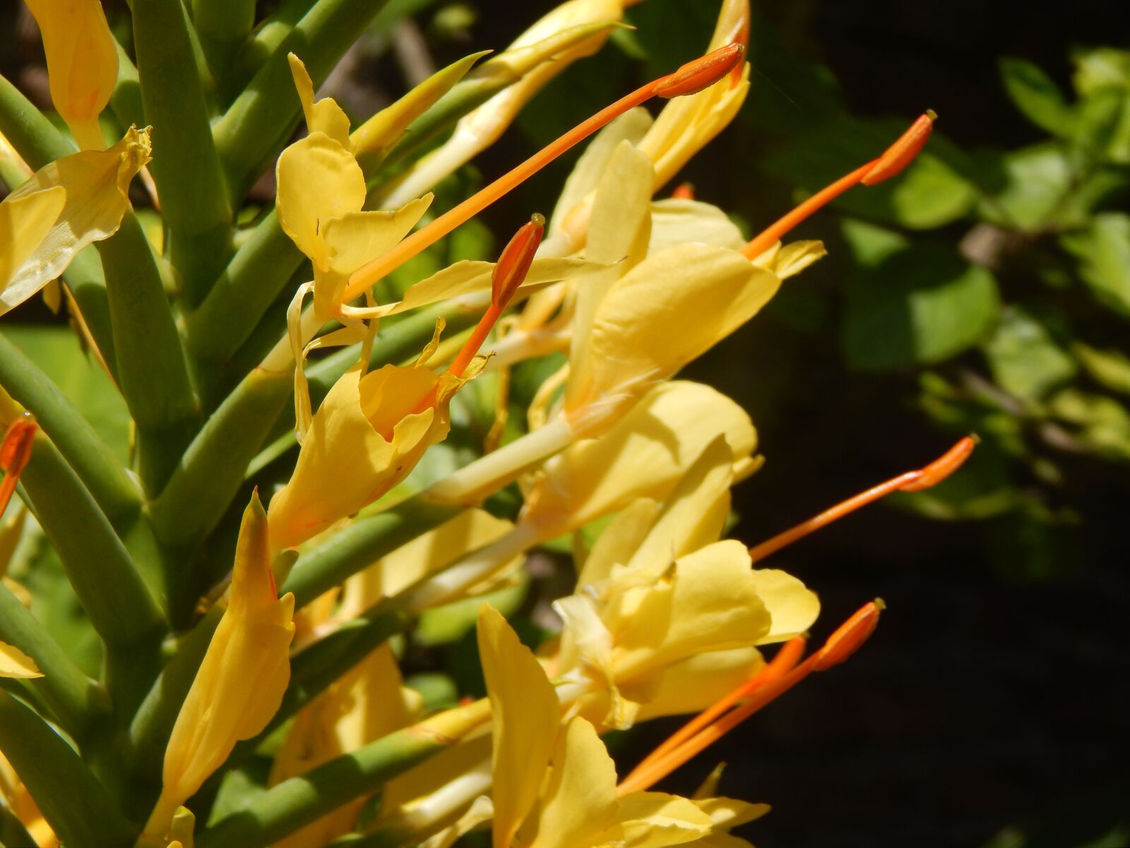 Nikon Coolpix L820 sample photo. Yellow flower, pistils, oranges photography