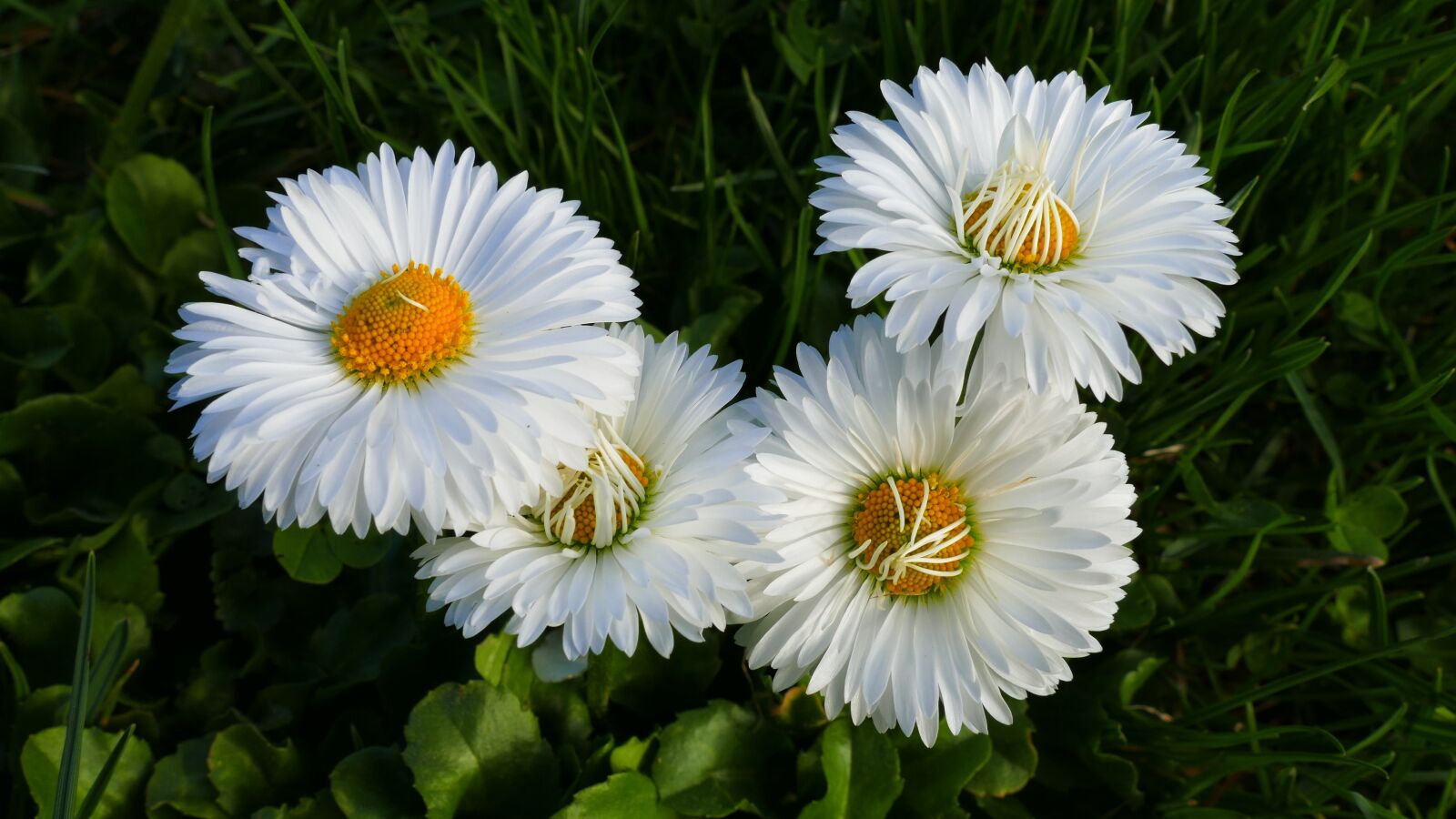 Panasonic Lumix DMC-FZ1000 sample photo. Daisies, flower, spring photography