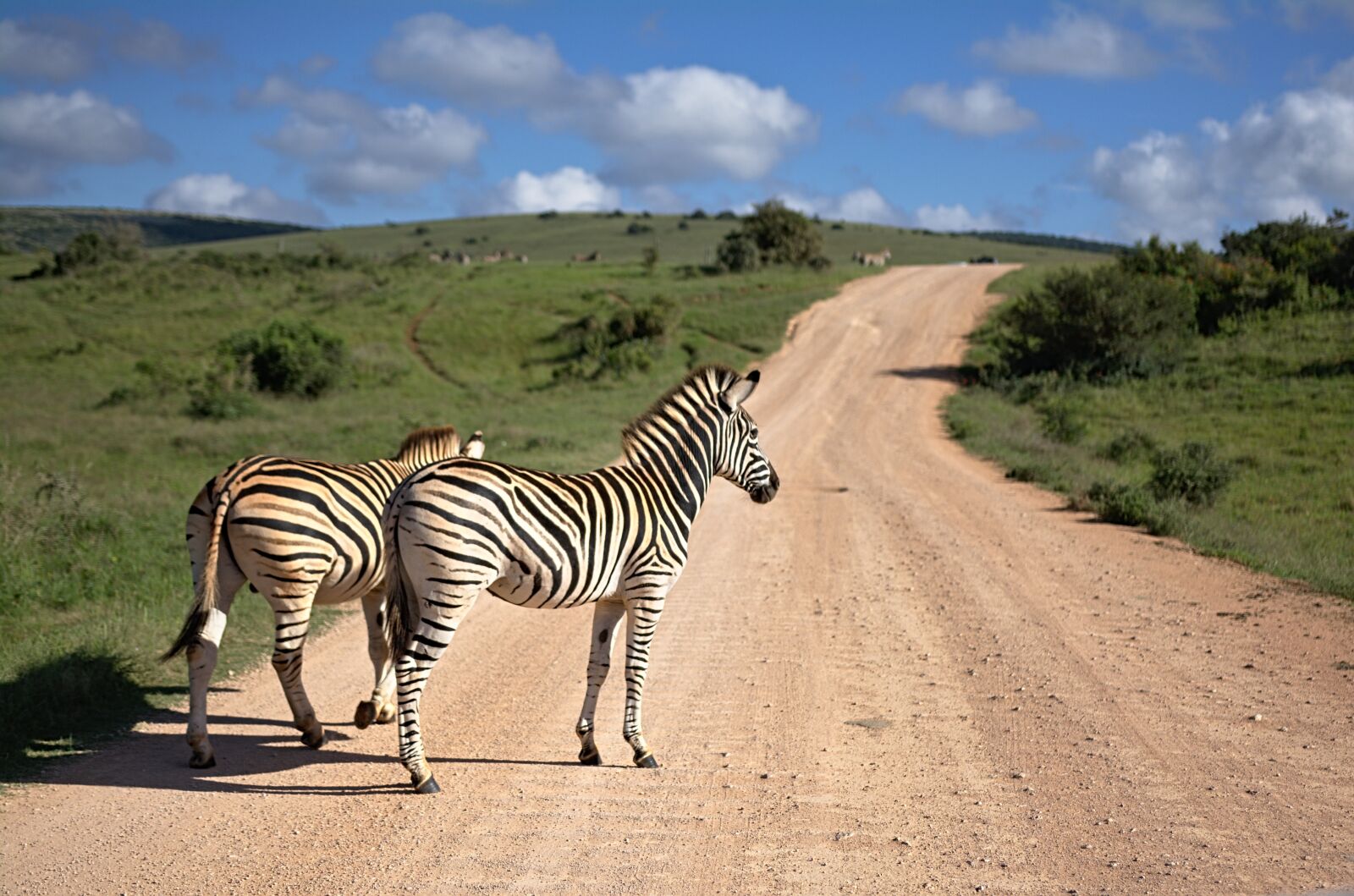 Nikon D5200 sample photo. Zebra, south africa, africa photography