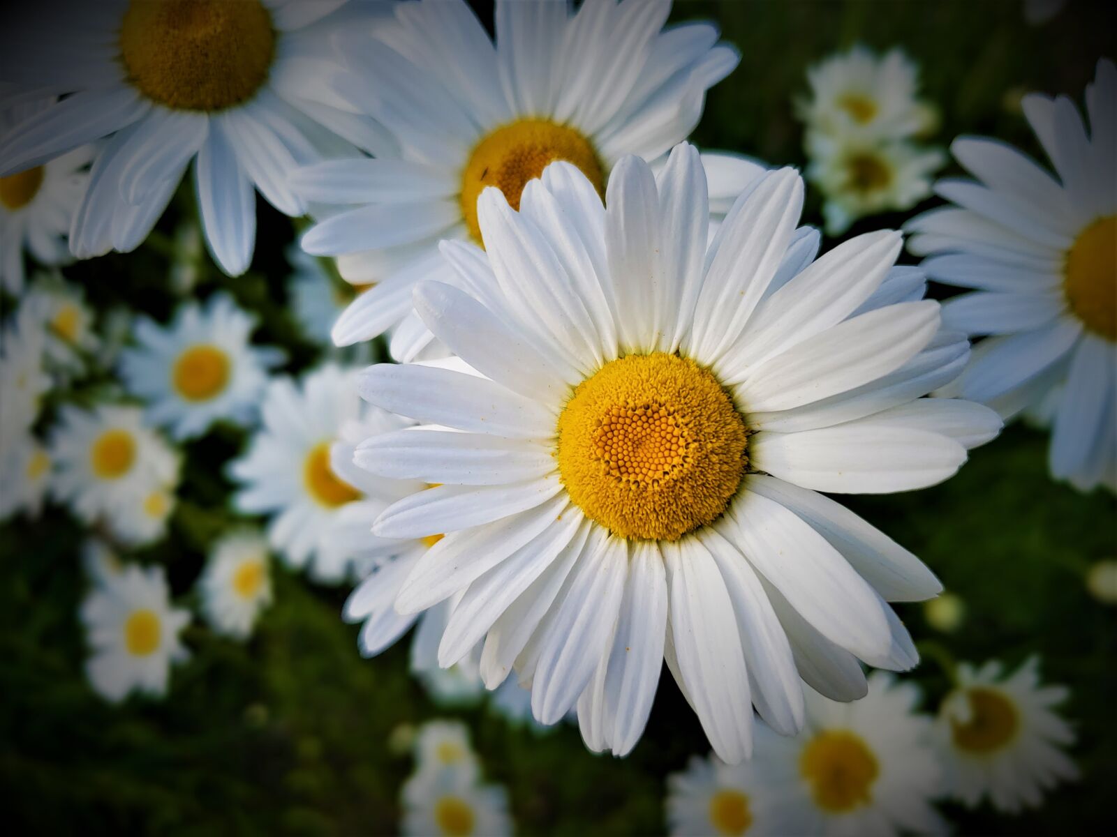 Samsung Galaxy S9 sample photo. Daisy, flower, closeup photography
