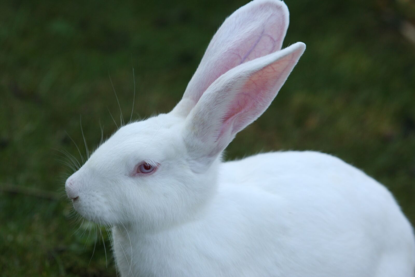 Canon EOS 40D sample photo. Rabbit, white, ears big photography