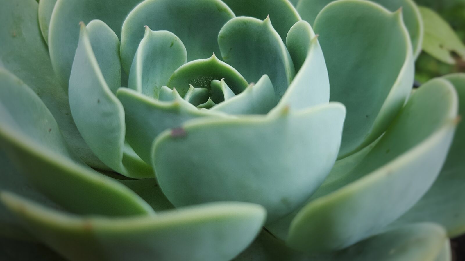 Samsung Galaxy S6 sample photo. Cactus, plant, green, honduras photography