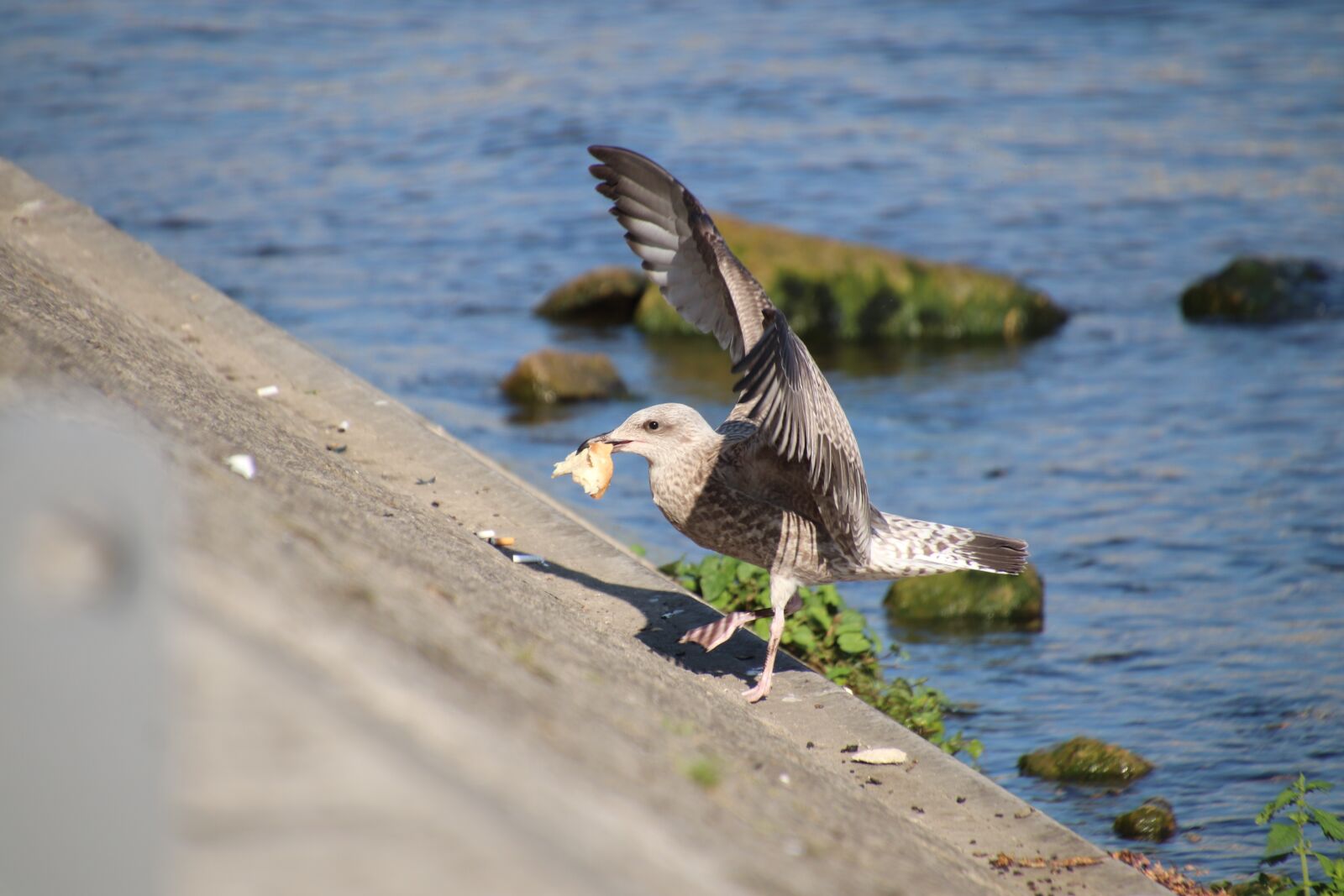 Canon EOS 800D (EOS Rebel T7i / EOS Kiss X9i) sample photo. Seagull, chick, young photography