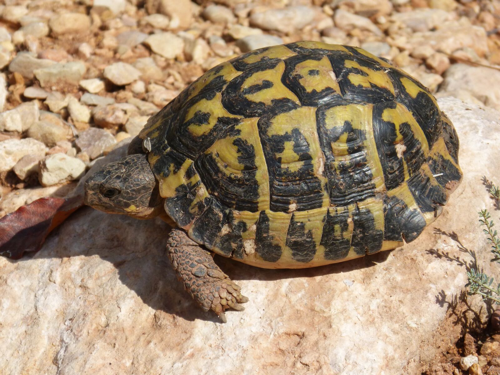 Panasonic DMC-FZ62 sample photo. Mediterranean tortoise, turtle, priorat photography