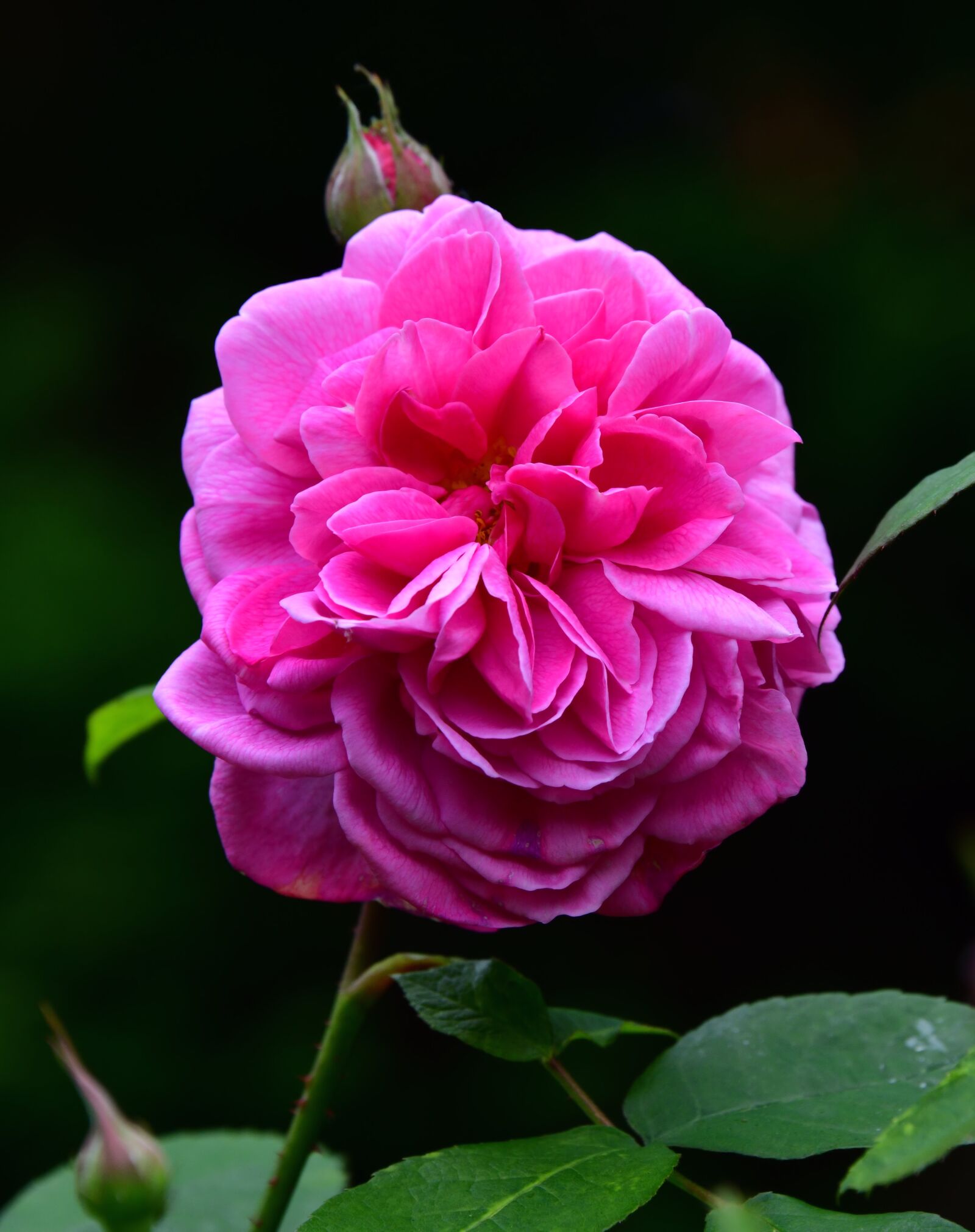 Nikon D850 sample photo. Rose, flower pink, leaf photography