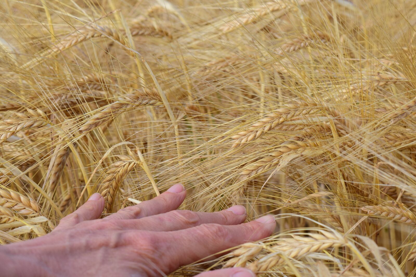 Nikon D3300 sample photo. Barley, barley field, hand photography
