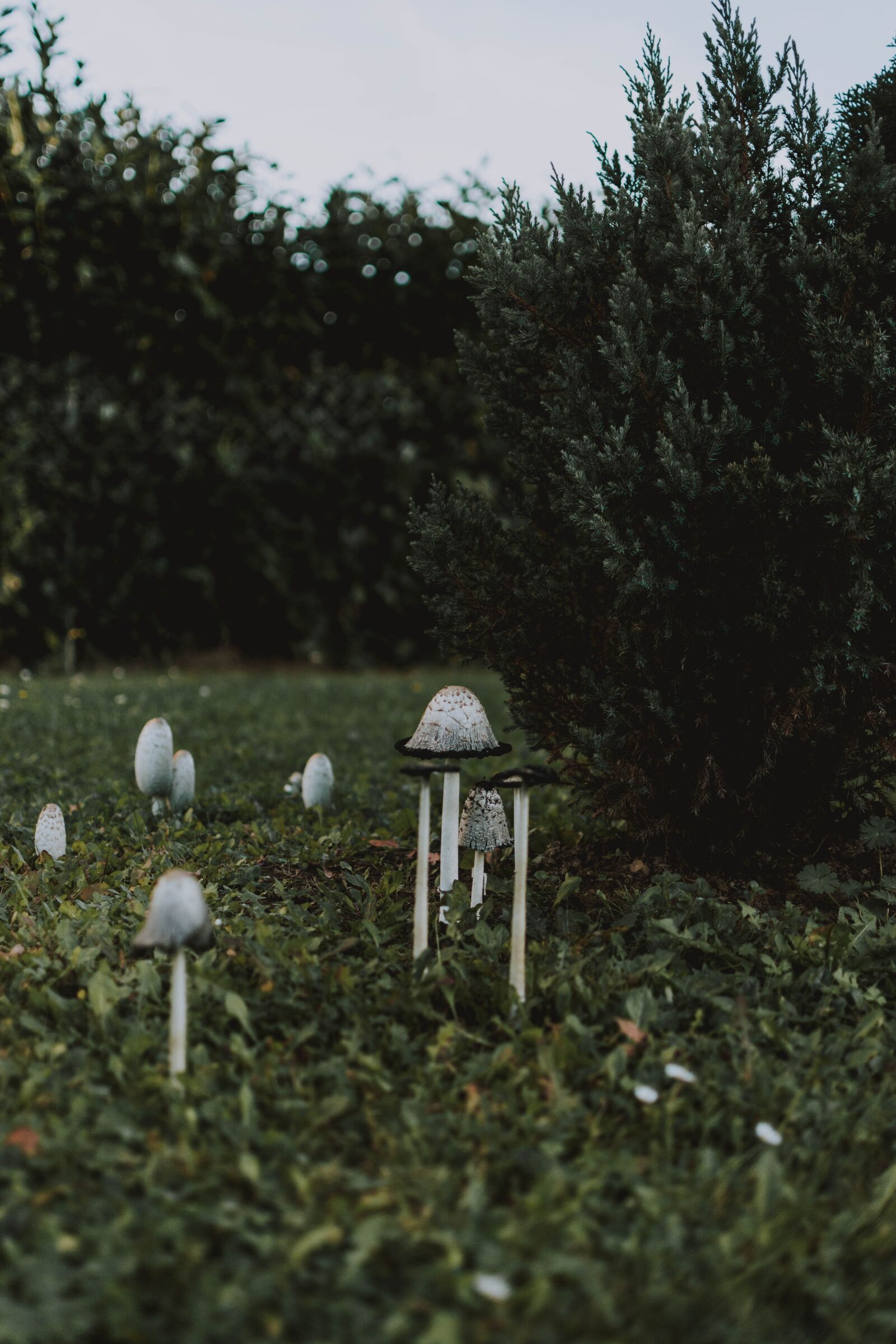 Nikon D5200 sample photo. Mushrooms, white, small photography