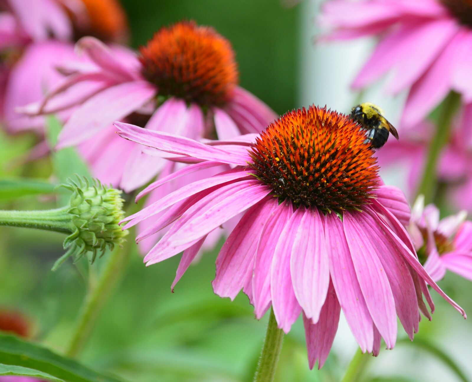 Nikon D3200 sample photo. Coneflower, bee, pink flower photography
