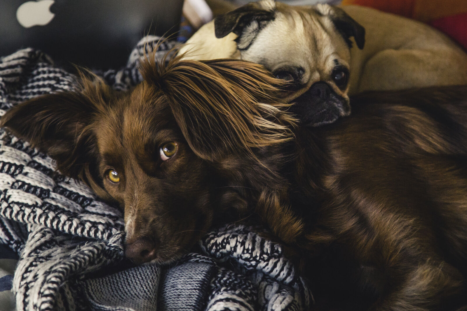 Canon EF 24-105mm F4L IS USM sample photo. Adorable, animals, breed, canine photography