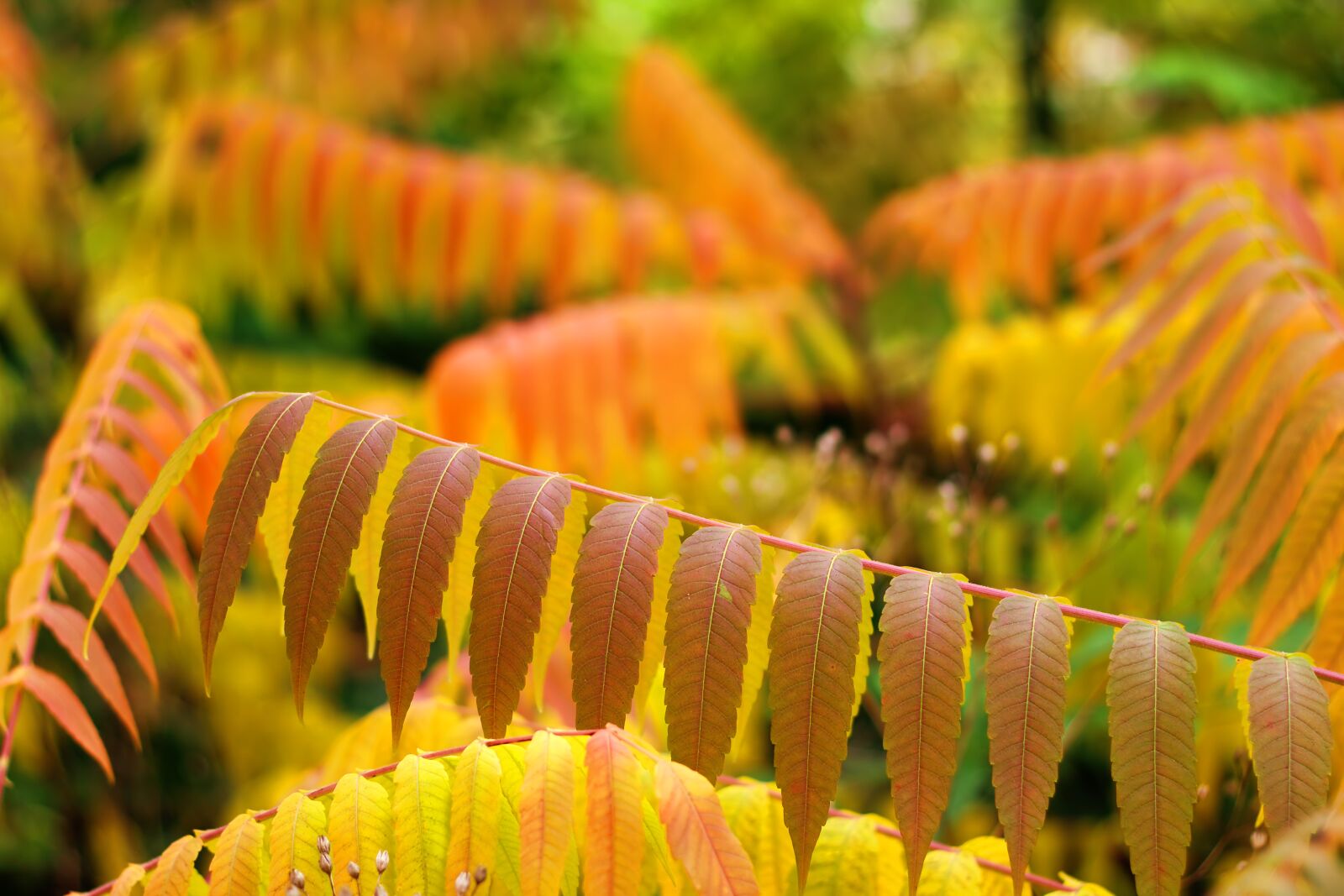 Canon EOS 500D (EOS Rebel T1i / EOS Kiss X3) sample photo. Leaves, autumn, bokeh photography