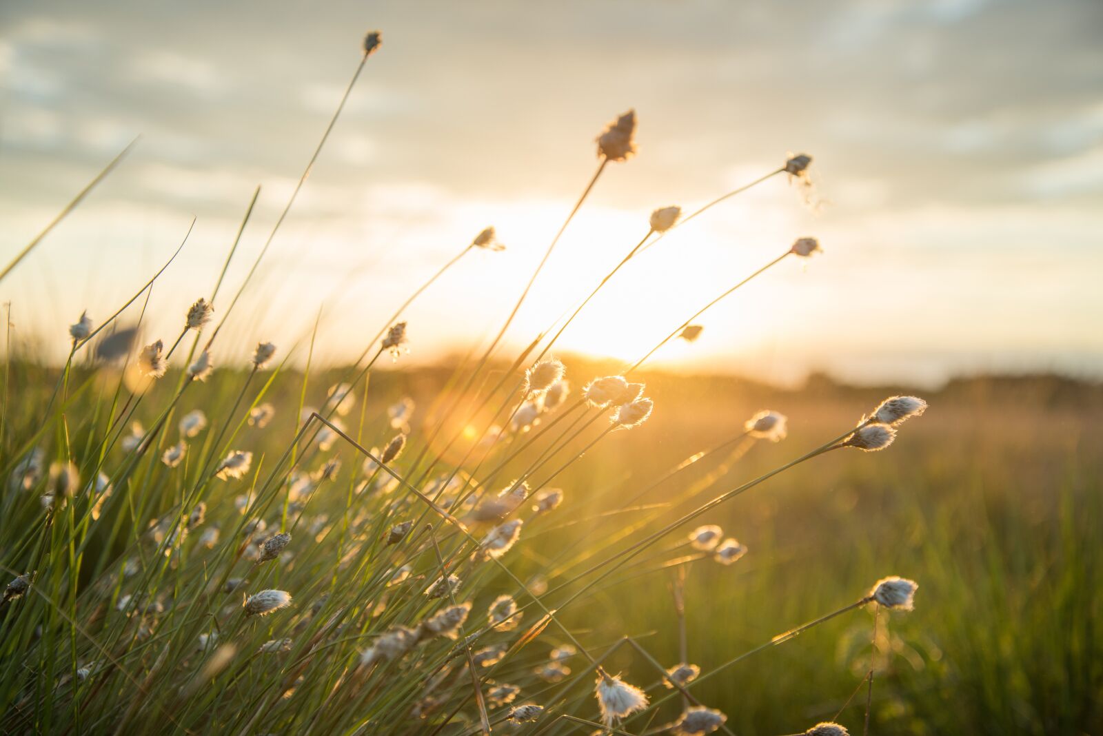 Nikon D600 sample photo. Plume, sunset, yellow photography