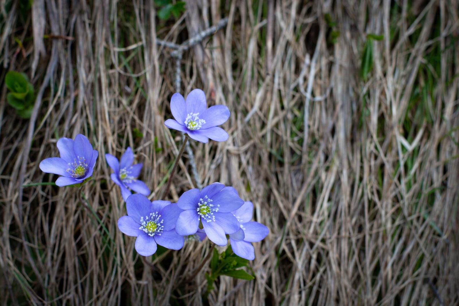Nikon D7100 sample photo. Hepatica, blue, flowers photography