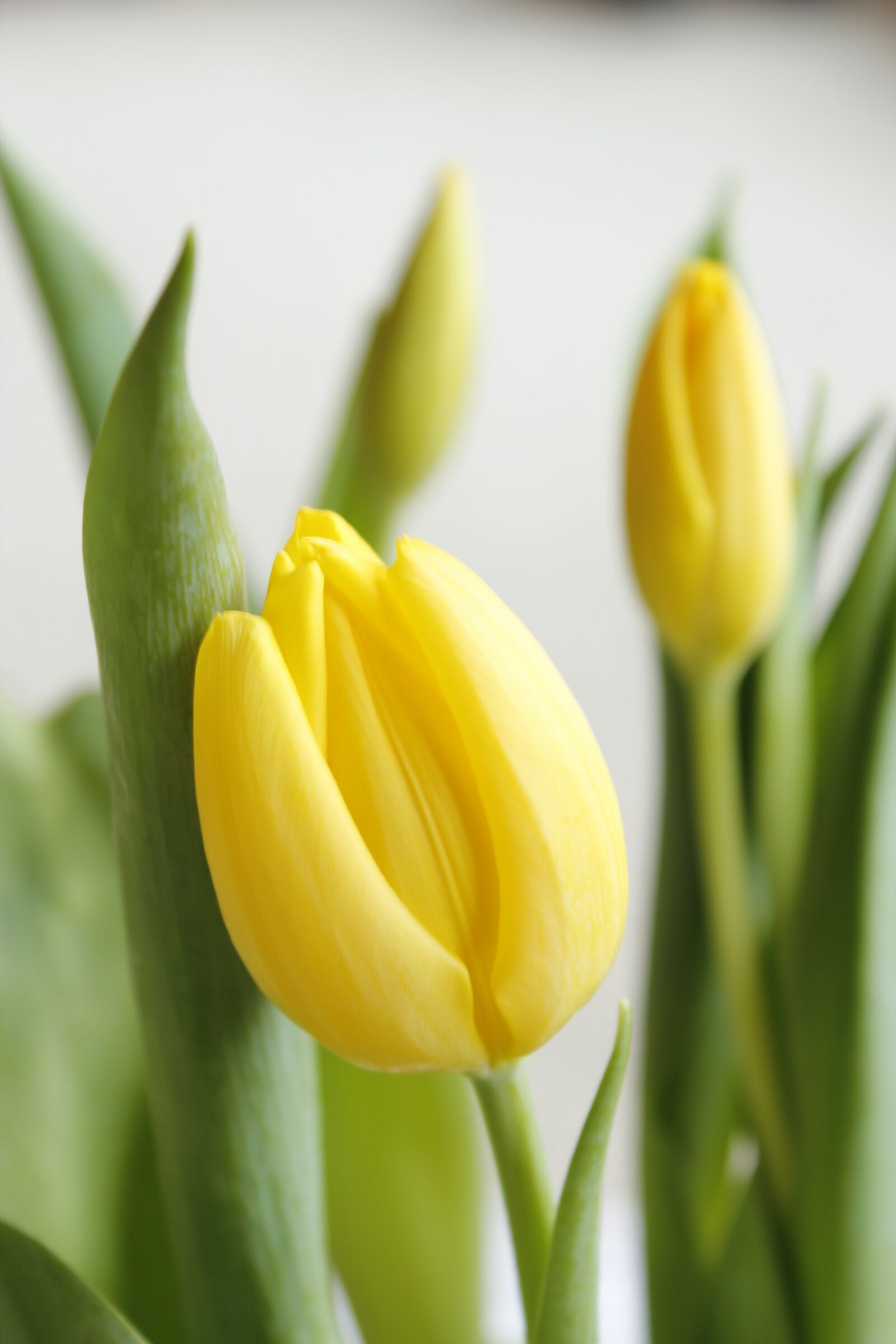 Canon EOS 550D (EOS Rebel T2i / EOS Kiss X4) sample photo. Tulip, easter, spring photography