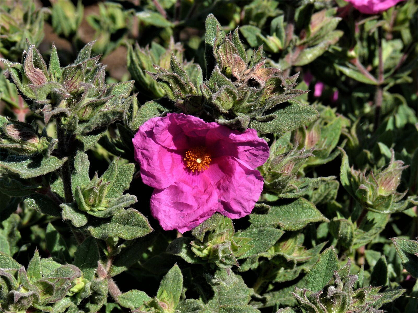 Panasonic DMC-FZ50 sample photo. Rock, flower, pink photography