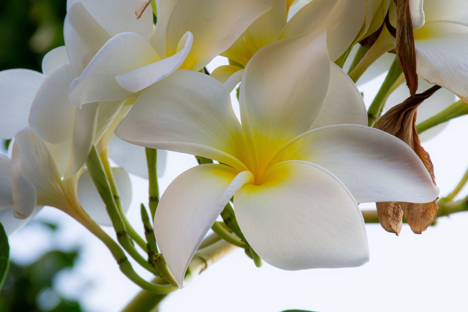 Nikon D3100 sample photo. Macro, sunlight, flower garden photography
