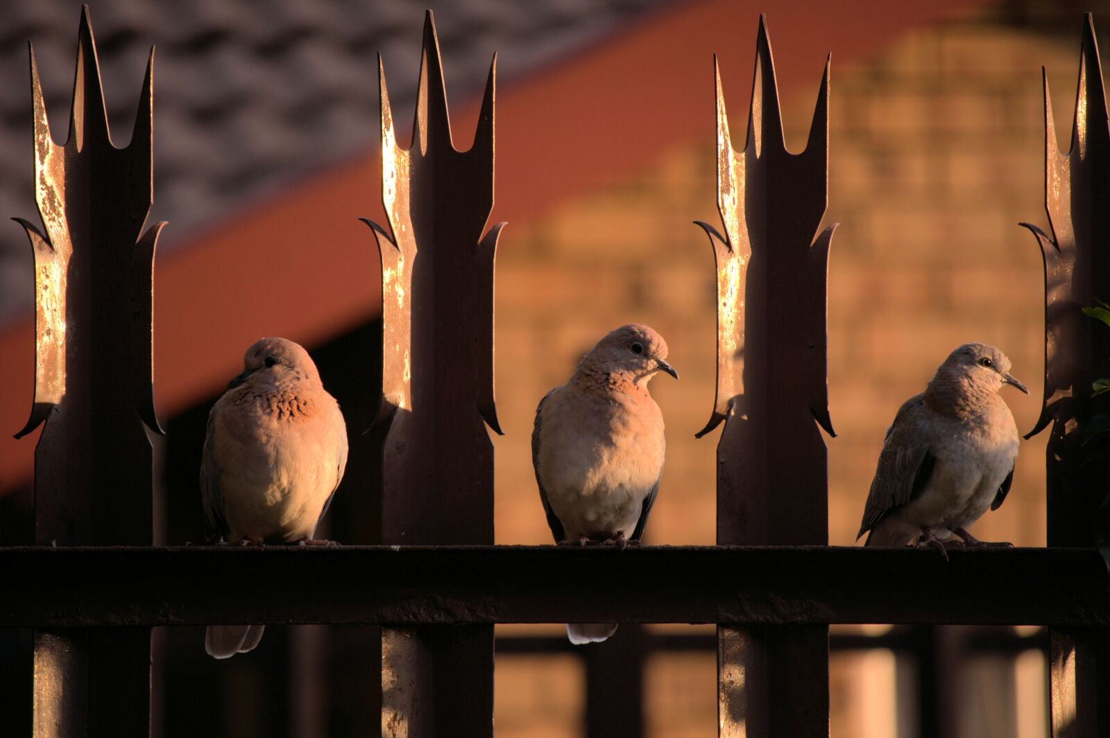 Nikon D90 sample photo. Pigeons, doves, birds photography