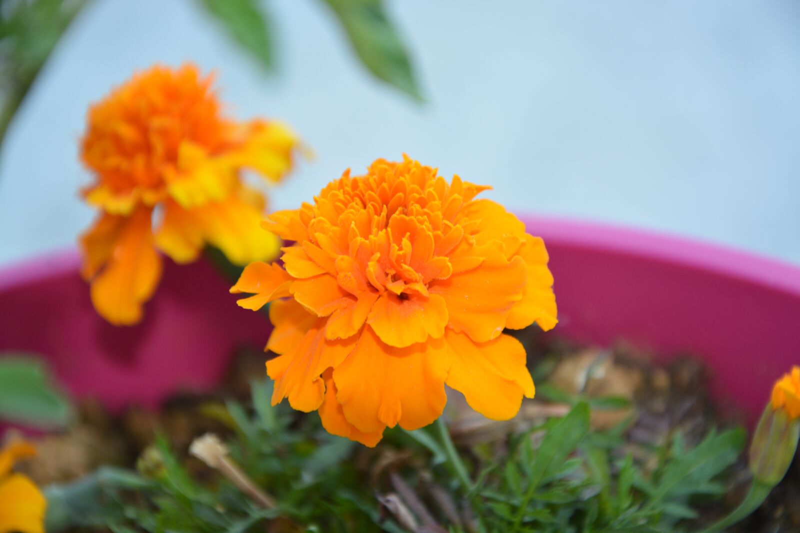 Nikon D5200 sample photo. Carnation of india, flower photography
