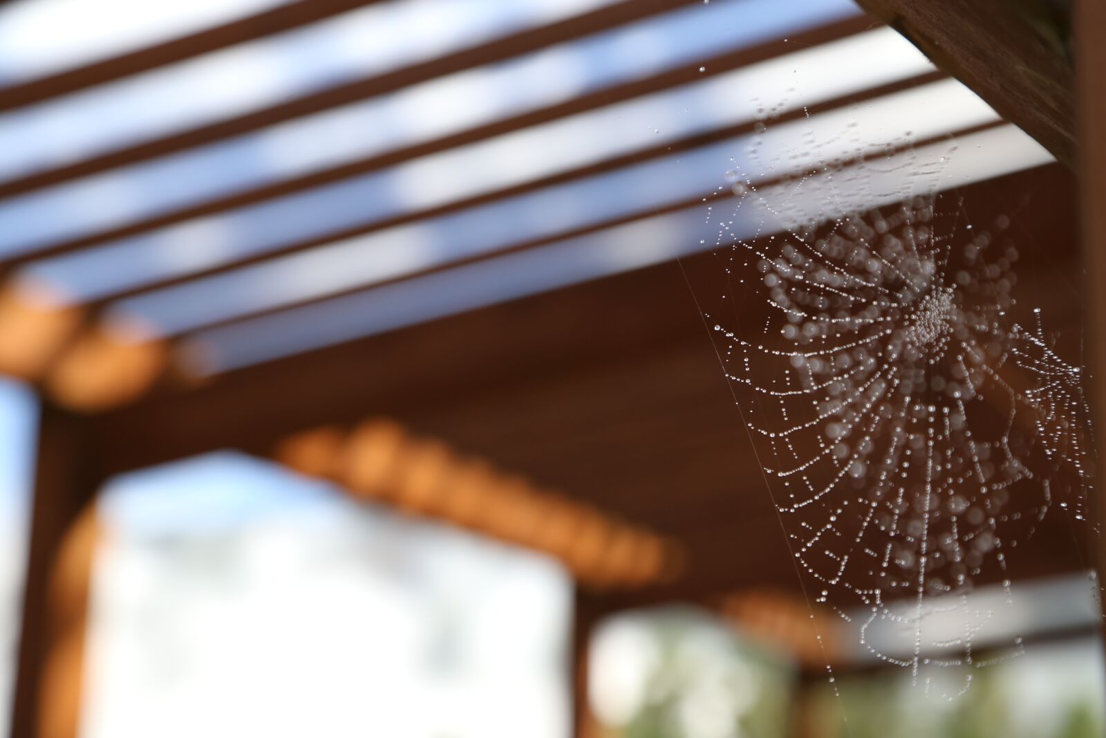 Canon EOS 6D + Canon EF 24-105mm F4L IS USM sample photo. Spider web, after rain photography