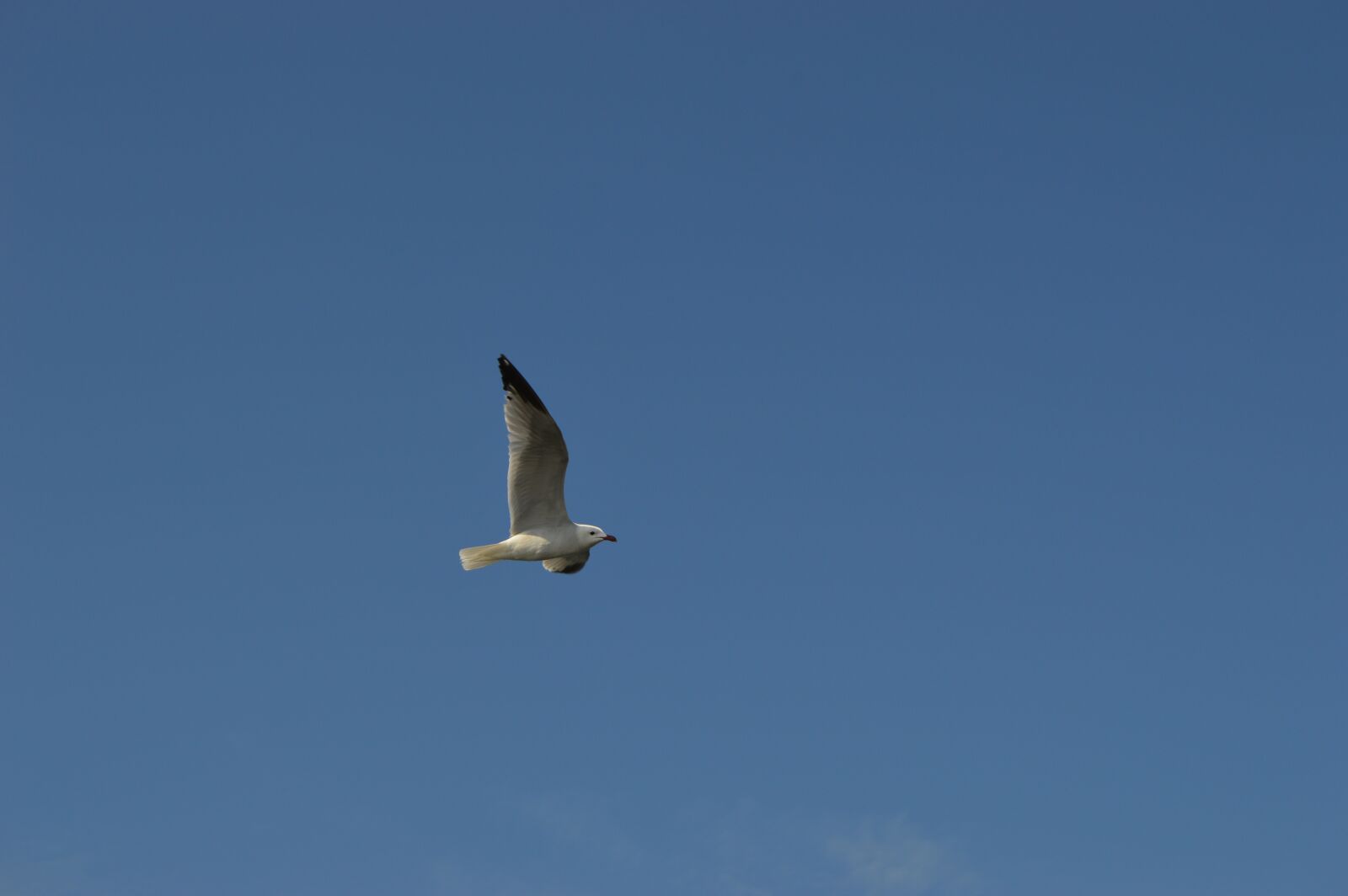 Nikon D3200 sample photo. Seagull, sky, ave photography