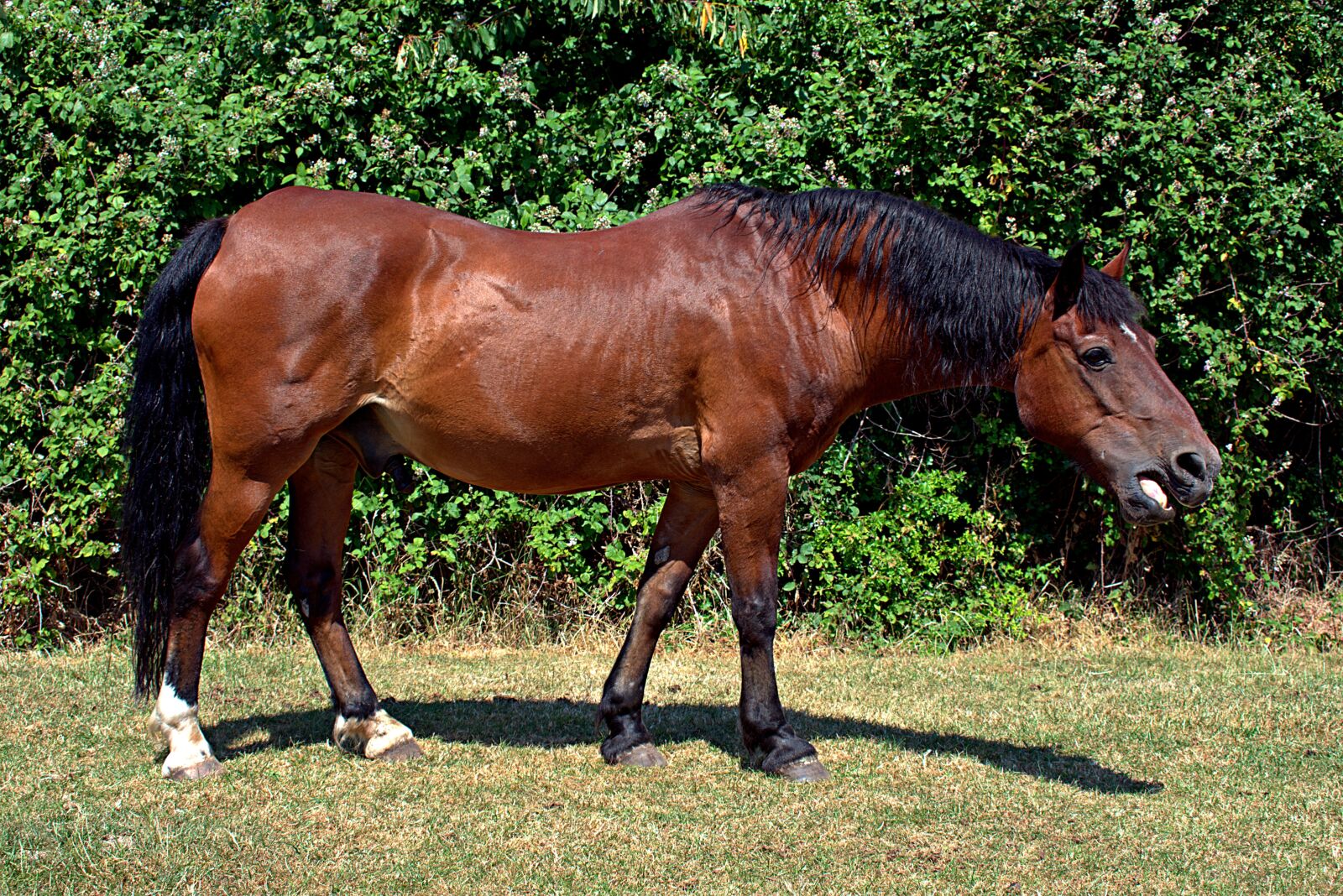 Nikon D3400 sample photo. Horse, brown, field photography