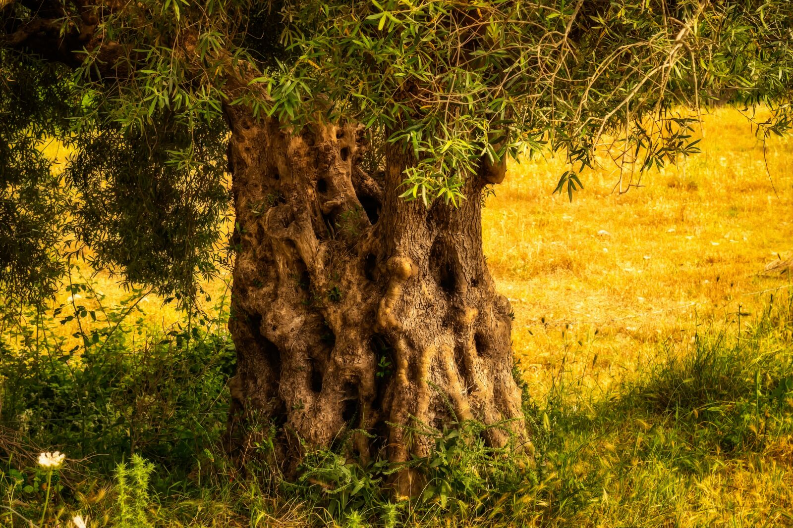 Nikon D3300 sample photo. Olive tree, tribe, tree photography