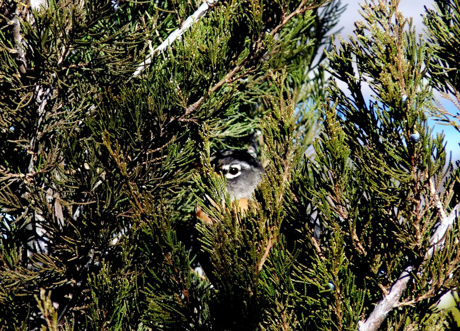 Panasonic Lumix DMC-FZ28 sample photo. Animal, robin, bird photography