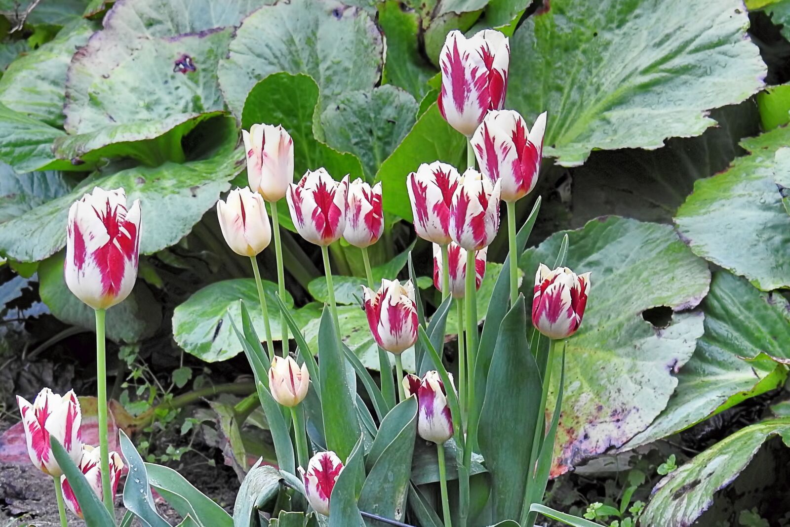 Nikon Coolpix P900 sample photo. Tulips, plant, nature photography