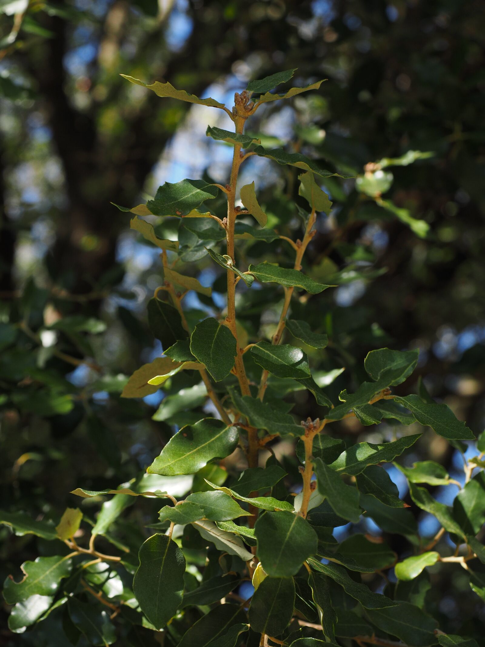 Olympus OM-D E-M1 + Olympus M.Zuiko Digital ED 12-40mm F2.8 Pro sample photo. Camphor tree, leaves, growth photography