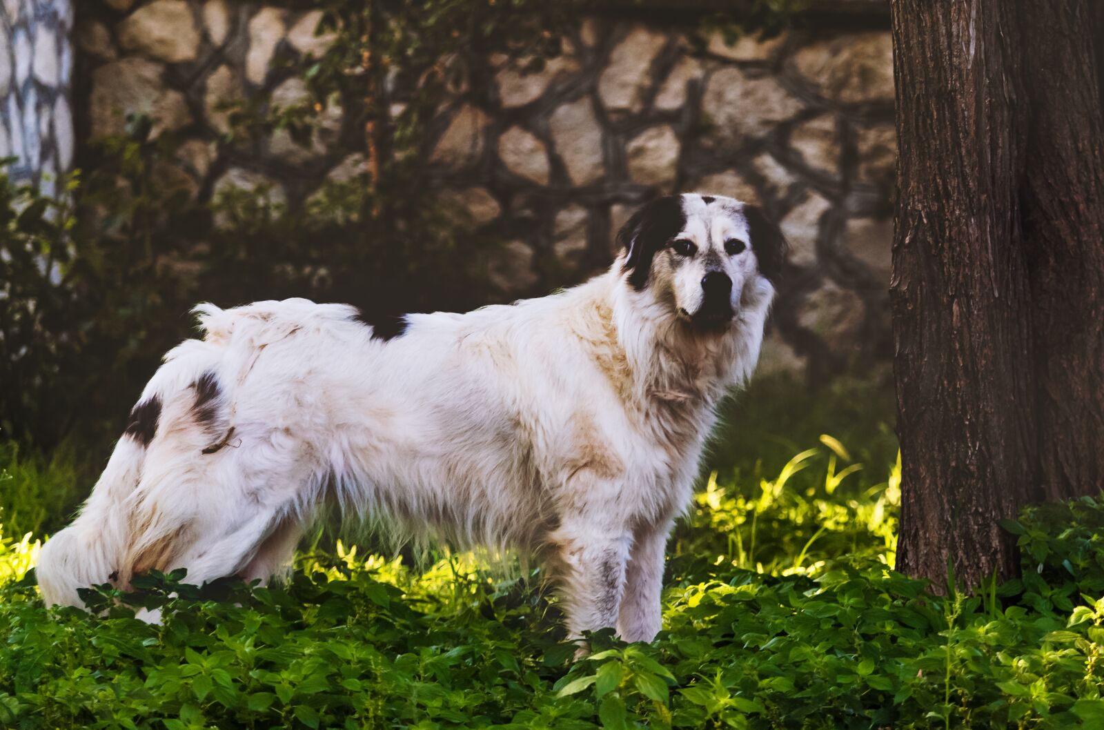 Canon EF-S 55-250mm F4-5.6 IS STM sample photo. Dog, mammal, ani photography