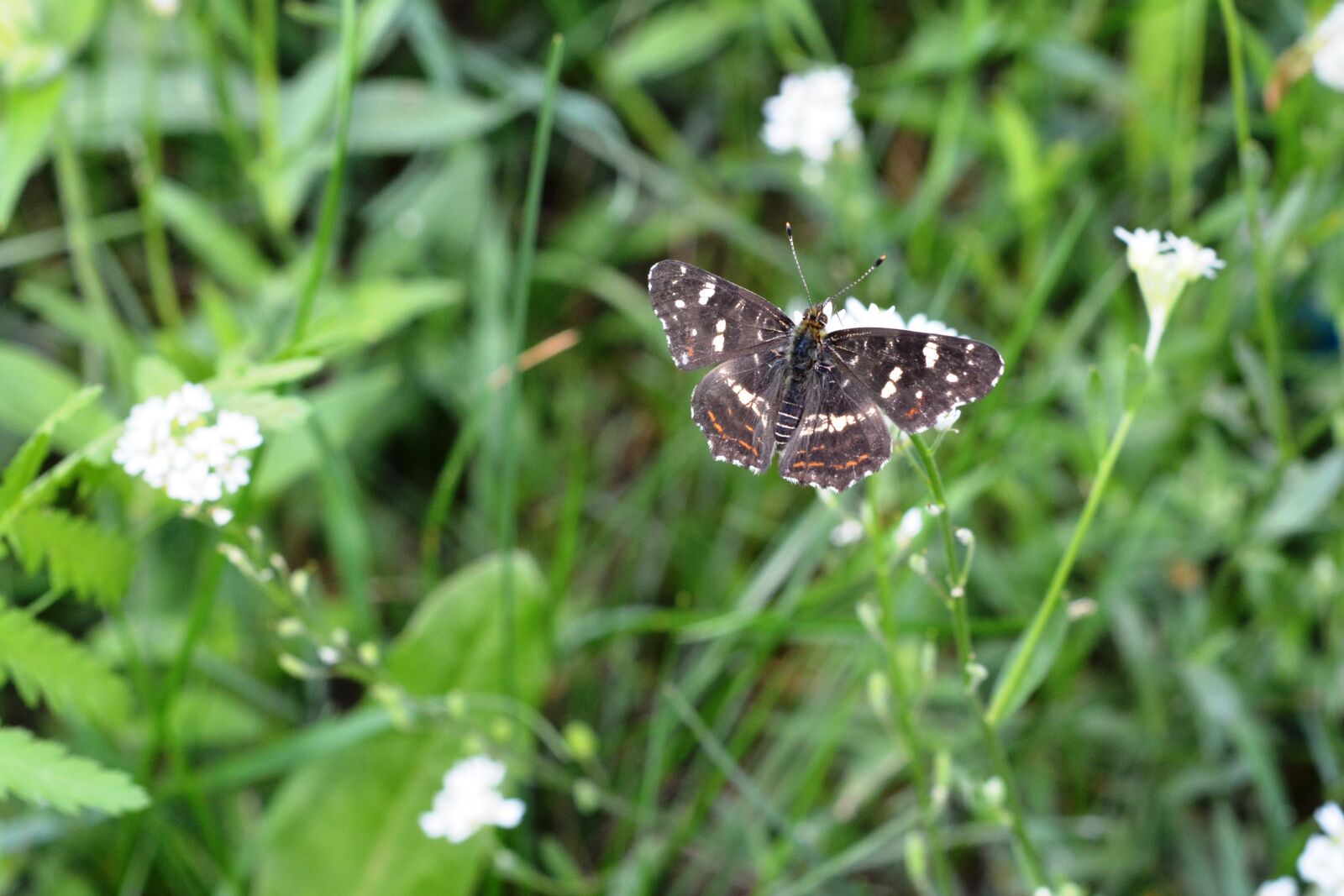 Nikon D5200 sample photo. Butterfly, small, flower photography
