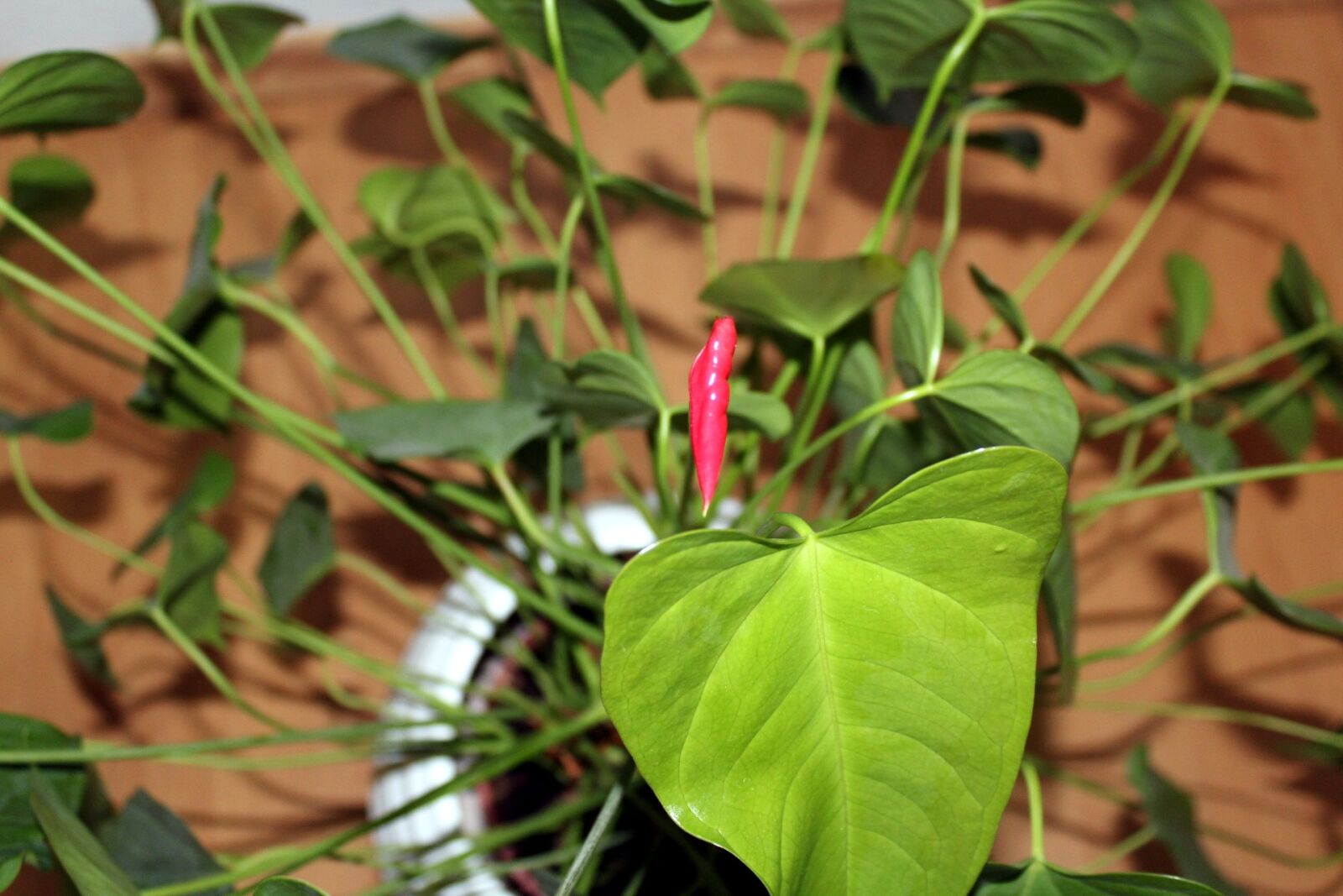 Canon EOS 1200D (EOS Rebel T5 / EOS Kiss X70 / EOS Hi) sample photo. Anthurium, potted flower, nature photography